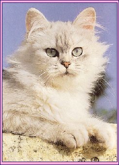 croquette chat